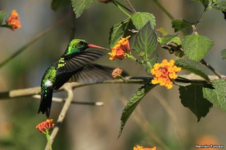 El picaflor y la camará