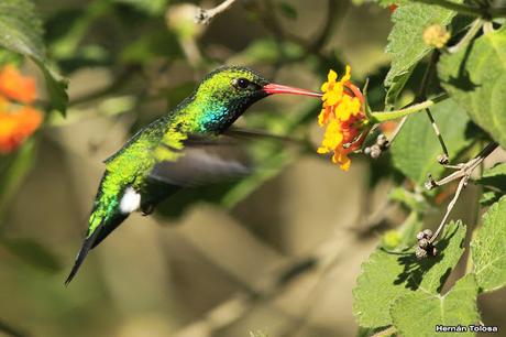 El picaflor y la camará