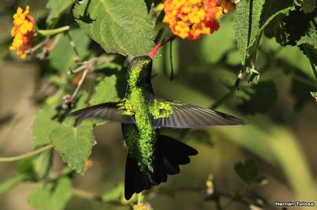 El picaflor y la camará