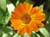 Como cultivar Calendula