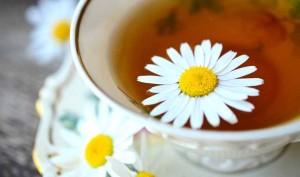 Las mejores plantas medicinales para cuidar la salud