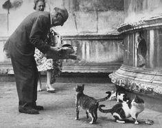 Stravinsky con gatos en Venecia