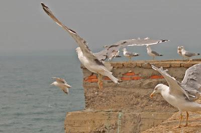 La revolución de las gaviotas