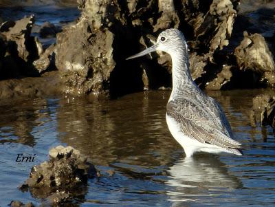 ORNITOTERAPIA UNA VEZ MÁS