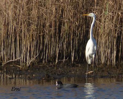ORNITOTERAPIA UNA VEZ MÁS