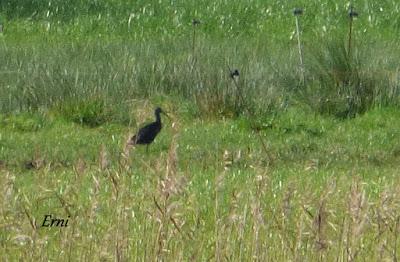 ORNITOTERAPIA UNA VEZ MÁS