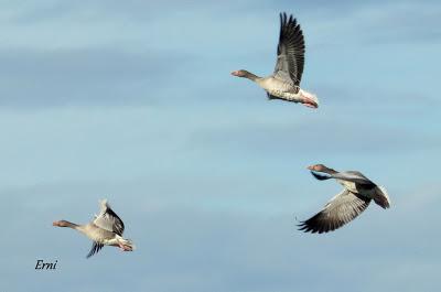 ORNITOTERAPIA UNA VEZ MÁS