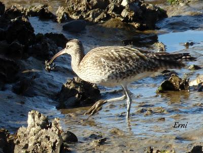 ORNITOTERAPIA UNA VEZ MÁS
