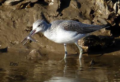 ORNITOTERAPIA UNA VEZ MÁS
