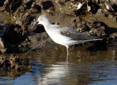 ORNITOTERAPIA UNA VEZ MÁS
