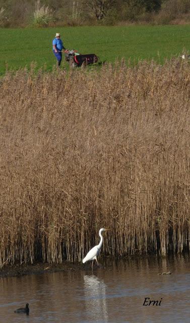 ORNITOTERAPIA UNA VEZ MÁS