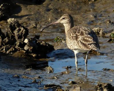 ORNITOTERAPIA UNA VEZ MÁS