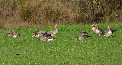 ORNITOTERAPIA UNA VEZ MÁS