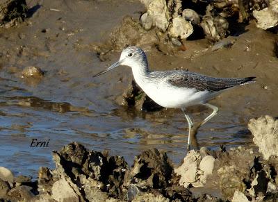 ORNITOTERAPIA UNA VEZ MÁS
