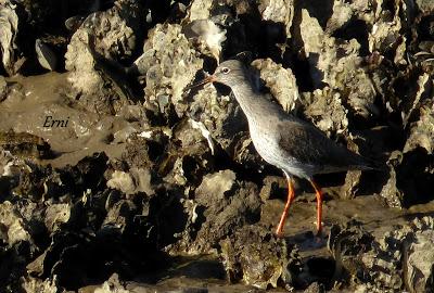 ORNITOTERAPIA UNA VEZ MÁS