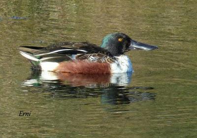 ORNITOTERAPIA UNA VEZ MÁS