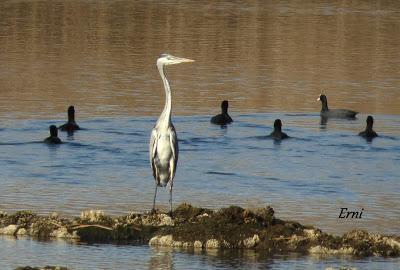 ORNITOTERAPIA UNA VEZ MÁS
