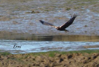 ORNITOTERAPIA UNA VEZ MÁS