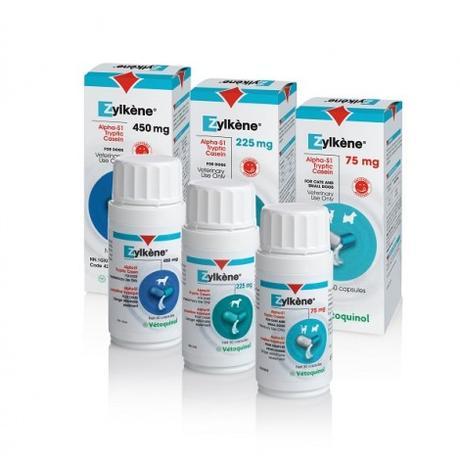 El estrés en el perro