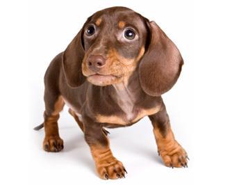 El estrés en el perro