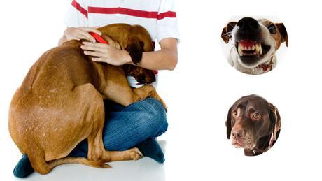 El estrés en el perro