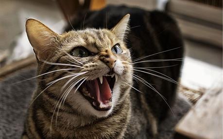 Los cambios de comportamiento en nuestro gato pueden ser causados por estrés