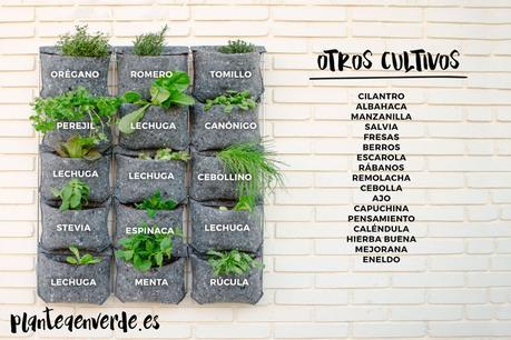 Plantas para un jardin vertical