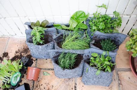 plantas para el jardin vertical