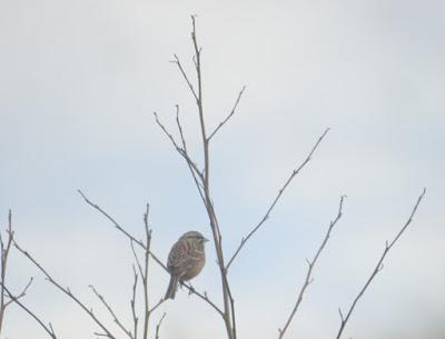 Escribanos montesinos en Xagó