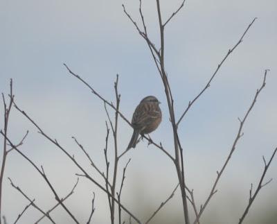 Escribanos montesinos en Xagó