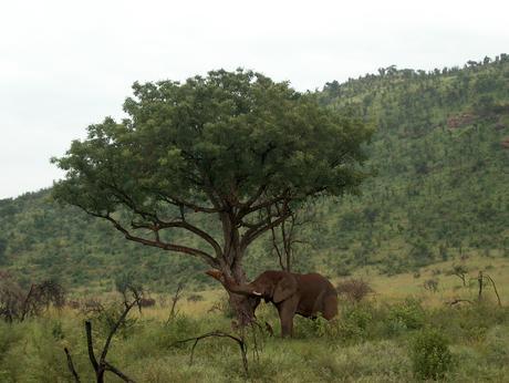 Sudáfrica (II): llegada y safari