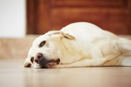 Los perros con gusanos en el corazón suele estar siempre muy cansados