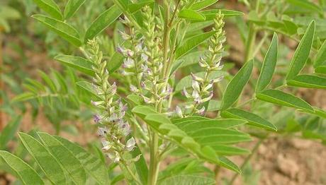 10 Ingeniosos remedios caseros para la colitis