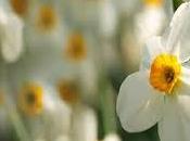 debes leer soñar narcisos.