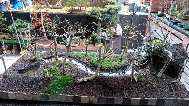 Diorama con Acers Campestres  : 12 Podas de invierno