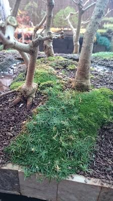 Diorama con Acers Campestres  : 12 Podas de invierno