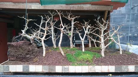 Diorama con Acers Campestres  : 12 Podas de invierno