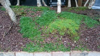 Diorama con Acers Campestres  : 12 Podas de invierno