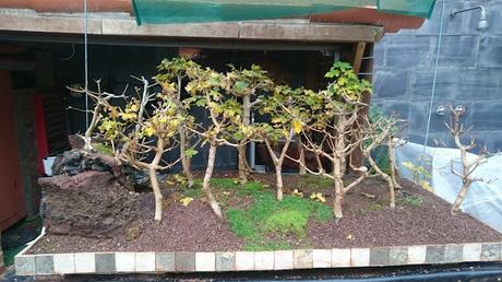 Diorama con Acers Campestres  : 12 Podas de invierno