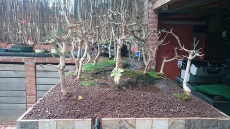 Diorama con Acers Campestres  : 12 Podas de invierno