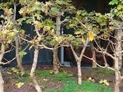 Diorama Acers Campestres Podas invierno