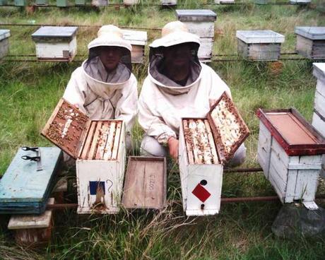 INCREMENTAR EL NÚMERO DE COLMENAS - INCREASE THE NUMBER OF COLONY.