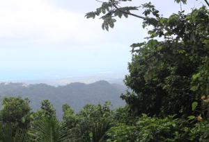 El Yunque: Parque lluvioso tropical