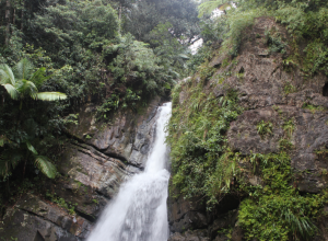 El Yunque: Parque lluvioso tropical