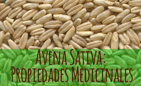 Usos medicinales de la Avena (Avena sativa).