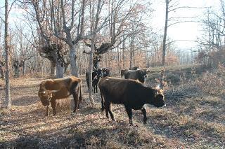 Aventura prehistorica en Atapuerca (Burgos).