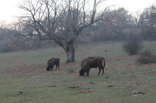 Aventura prehistorica en Atapuerca (Burgos).