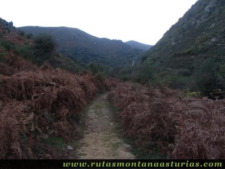 Ruta Pienzu por Mirador Fito y Biescona: Vista hacia el hayedo