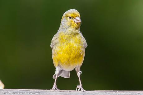 Serín canario (Serinus canaria)-Canary