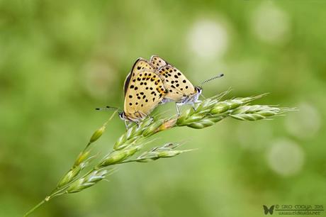 Lycaena tityrus (Sooty Copper)